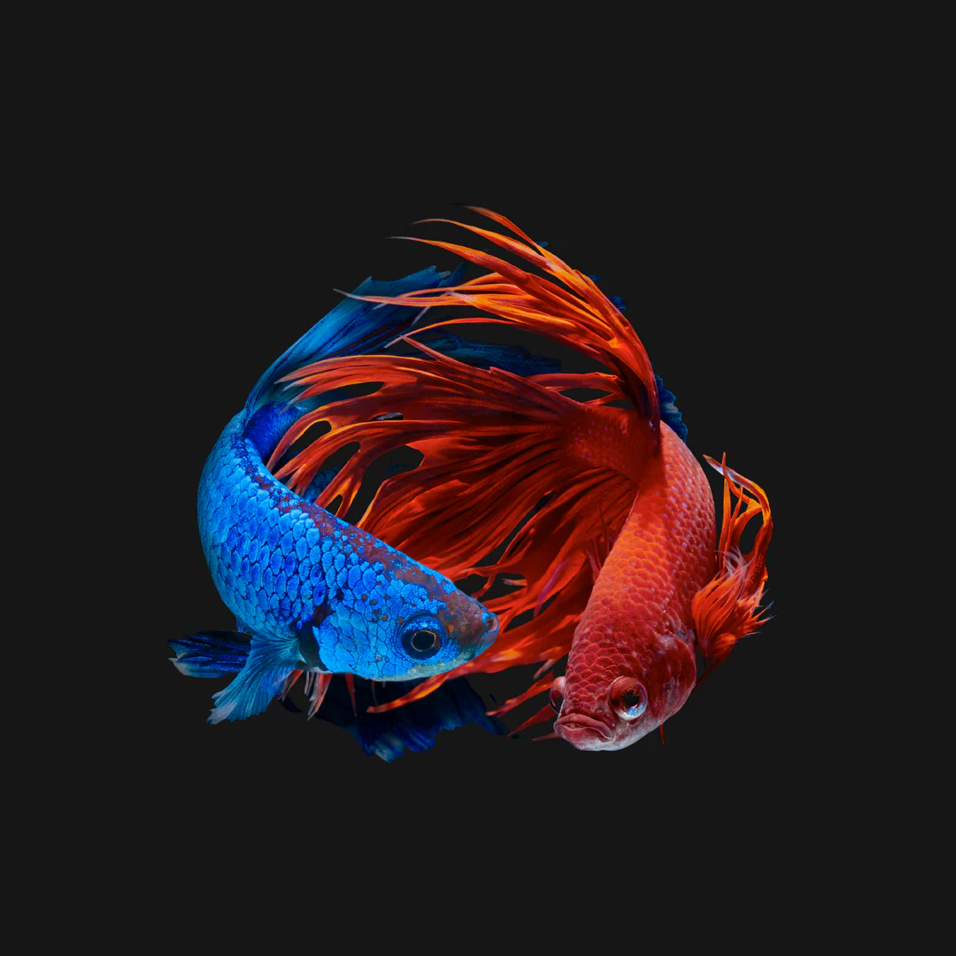 Exotic Beauty in Every Fin