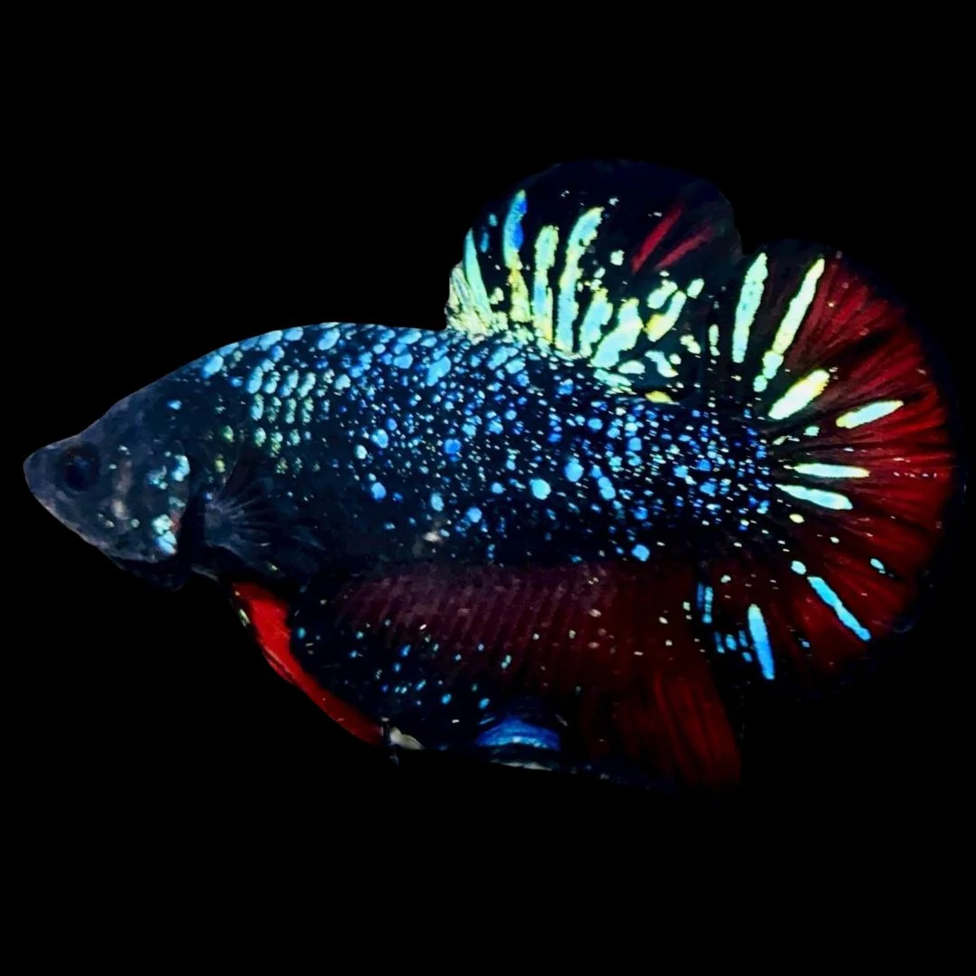 Rare Avatar Betta Fish (Male)