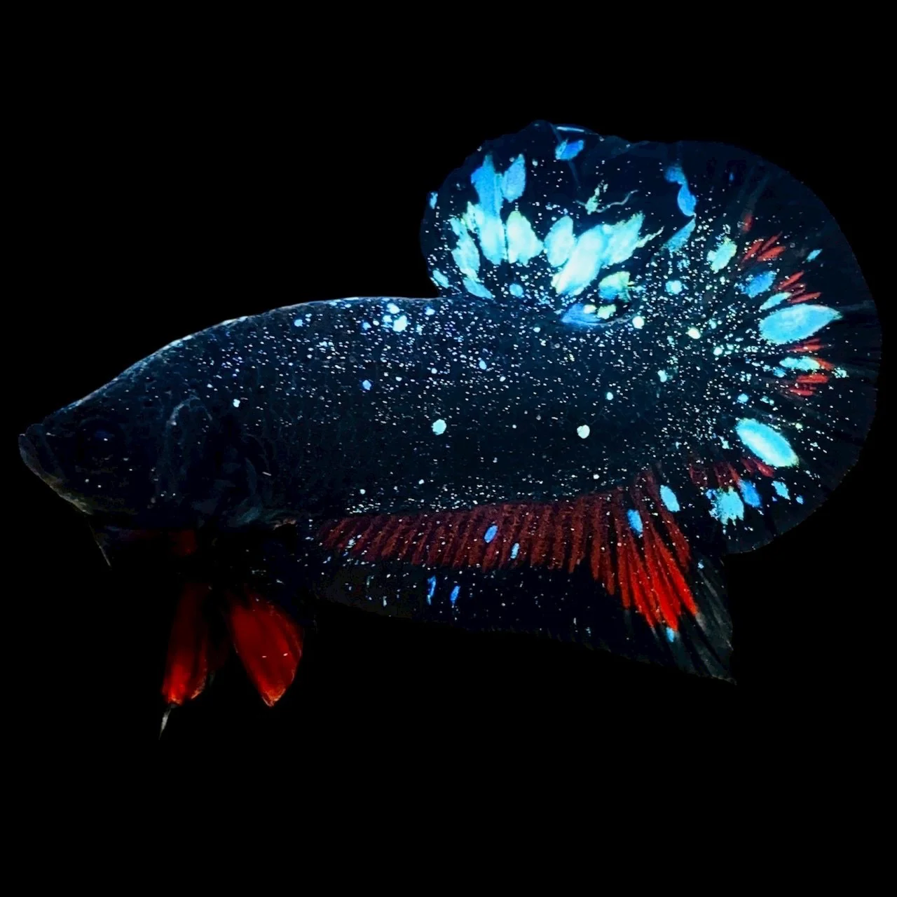Rare Avatar Betta Fish (Male)