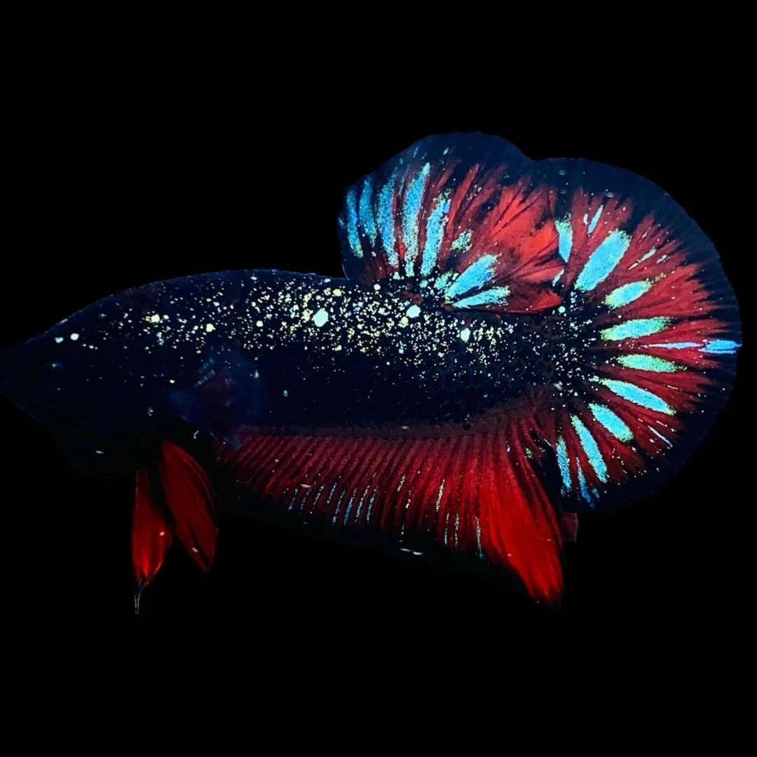 Rare Avatar Betta Fish (Male)