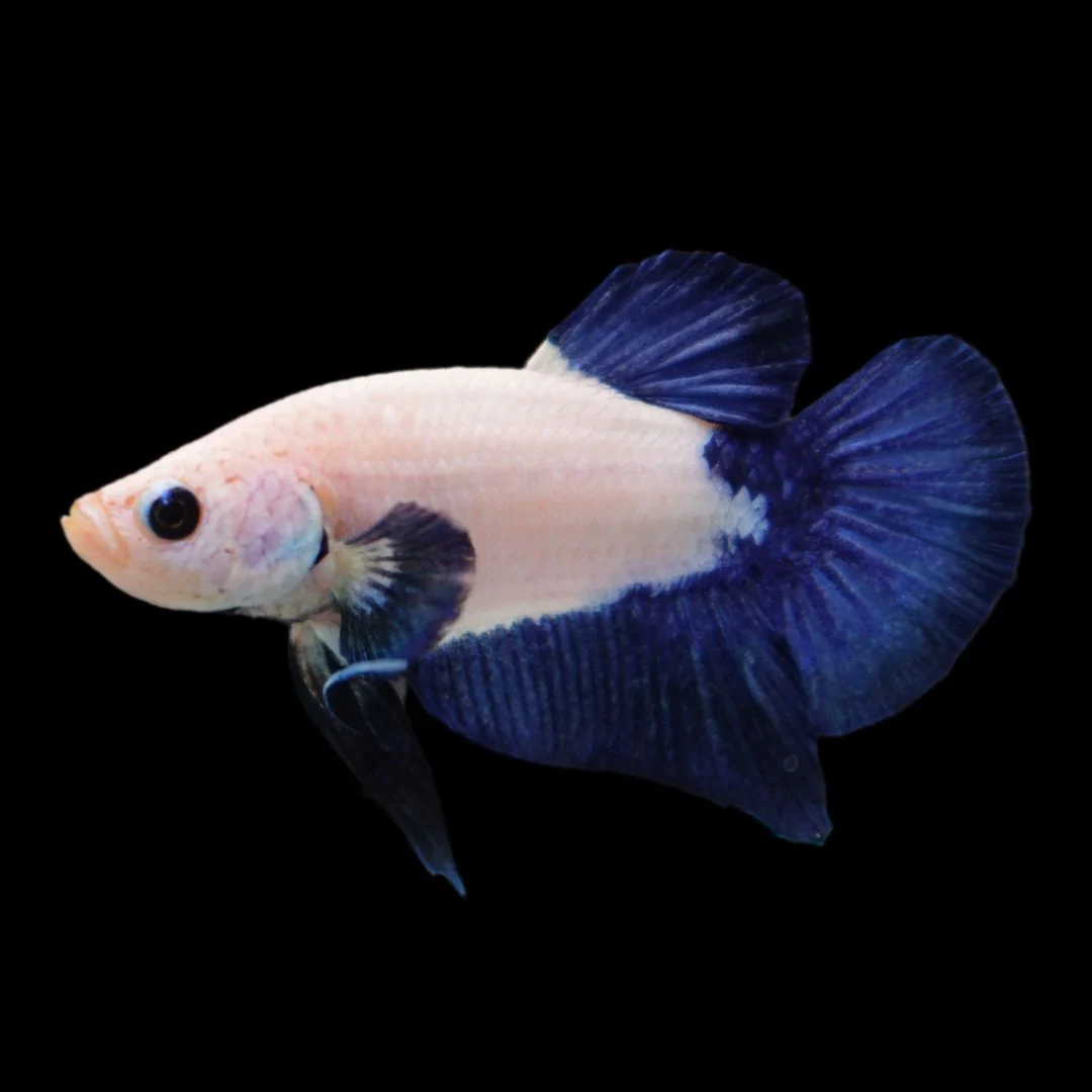 Rare Blue Marble Betta Fish (Male)