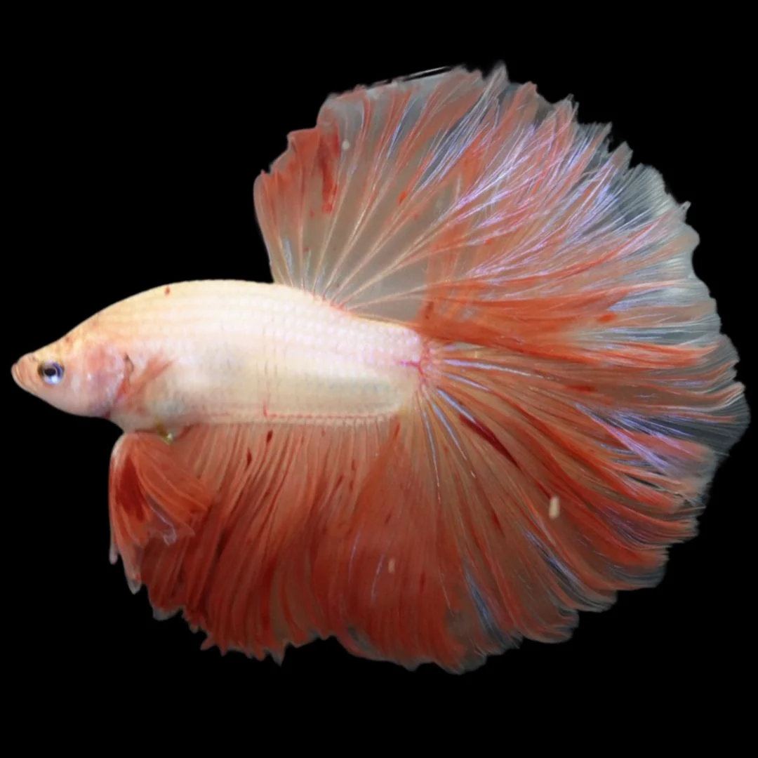 Rare Halfmoon Tangerine Betta Fish (Male)