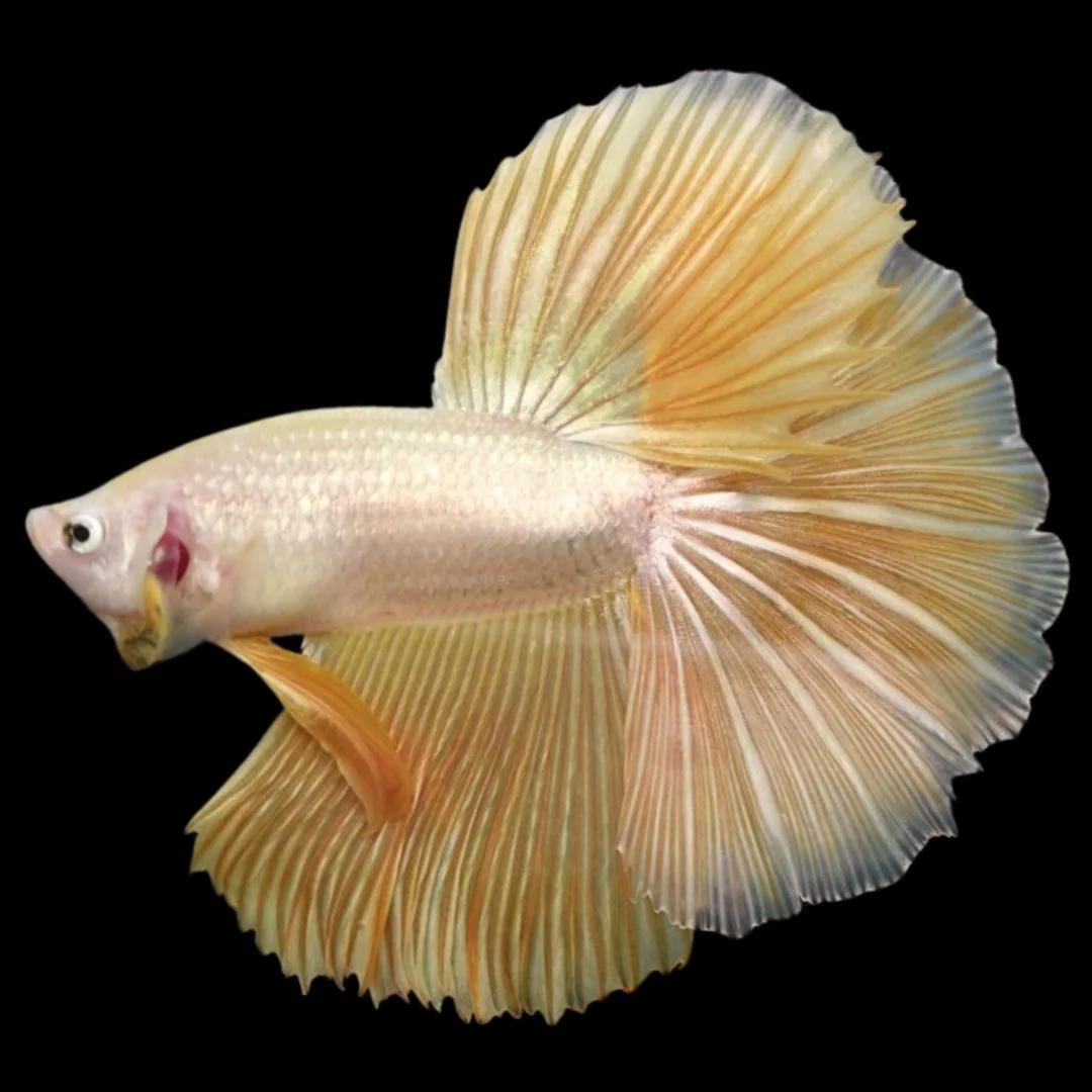 Rare Halfmoon Yellow Betta Fish (Male)