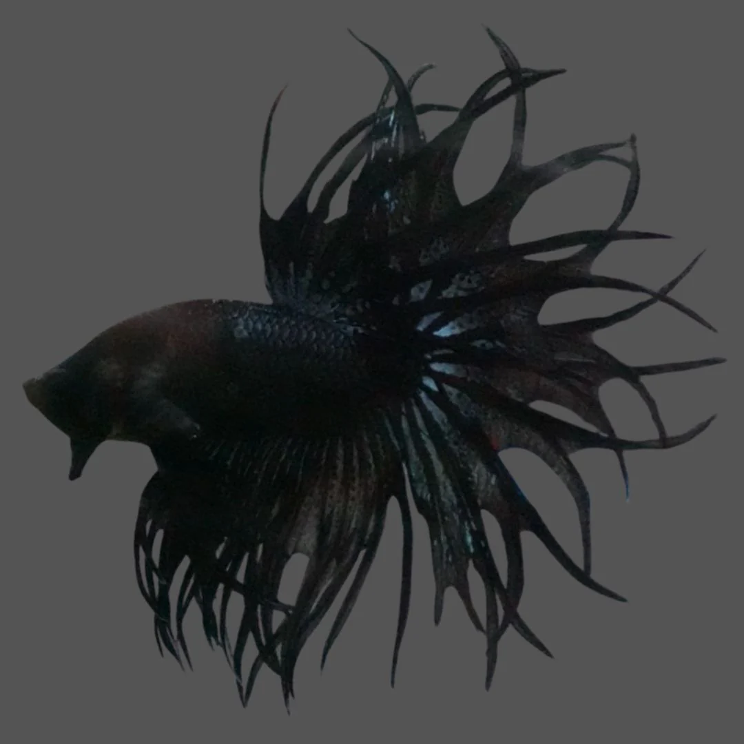 Rare King Crowntail Betta Fish (MALE)