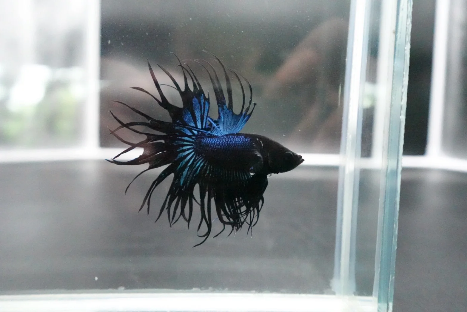 Rare King Crowntail Betta Fish (MALE) - Image 2