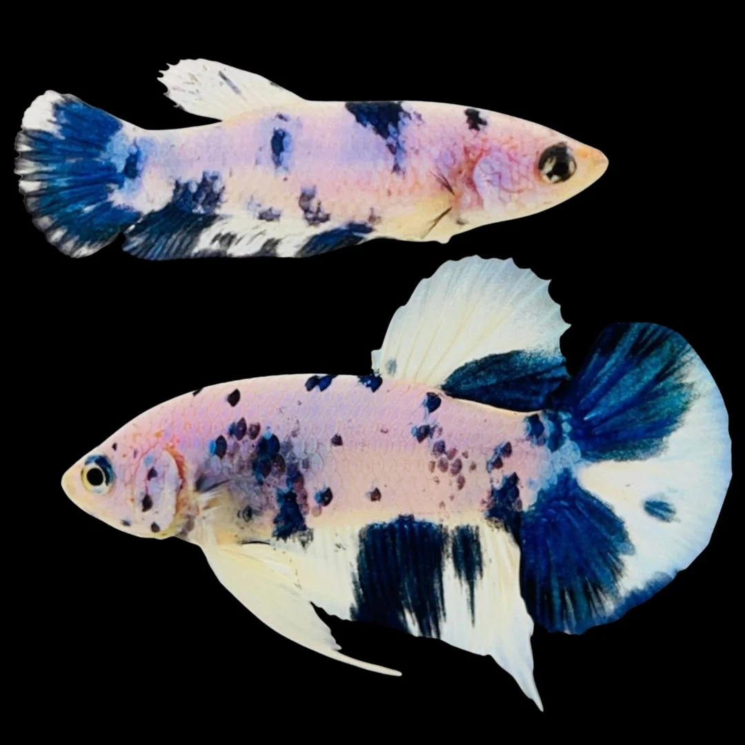 Rare Pair Blue Marble Betta Fish (Male & Female)