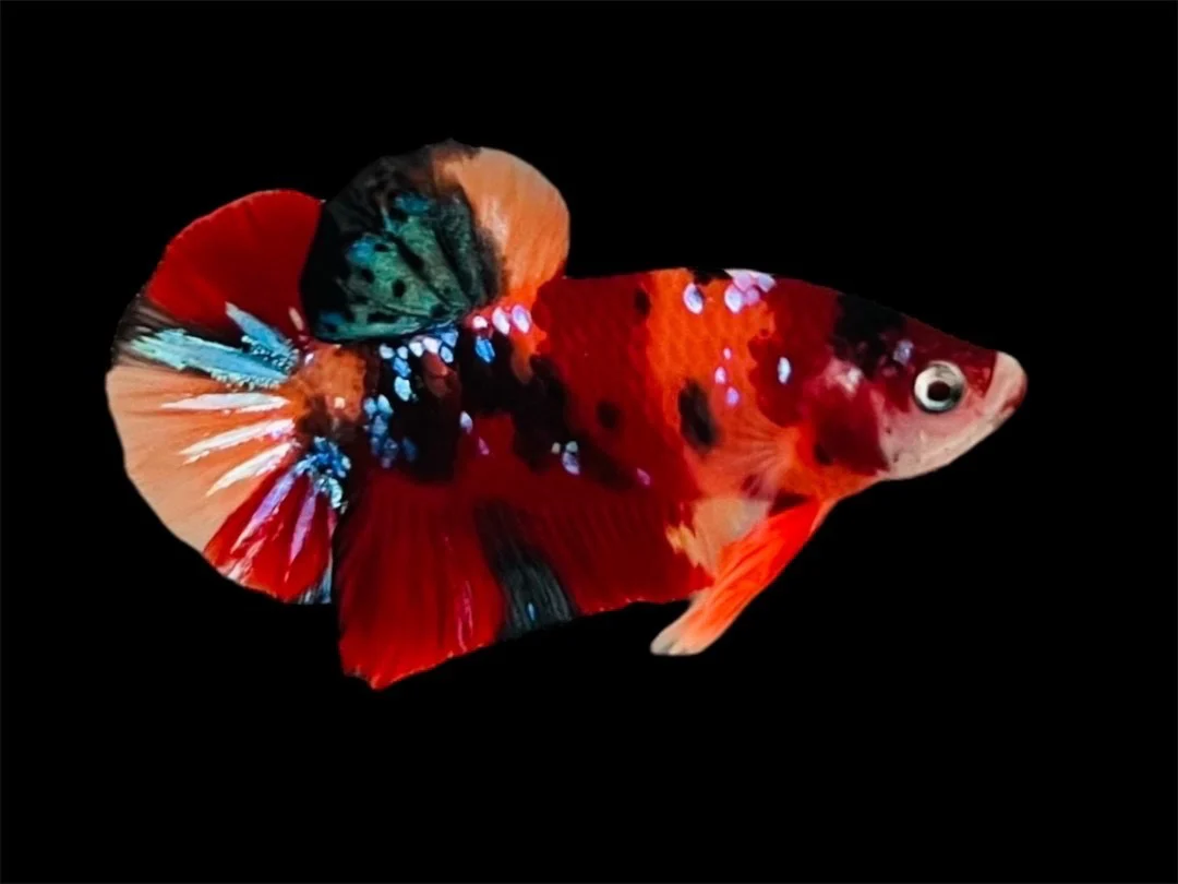 Rare Pair Koi Multicolors Betta Fish (Male & Female) - Image 2