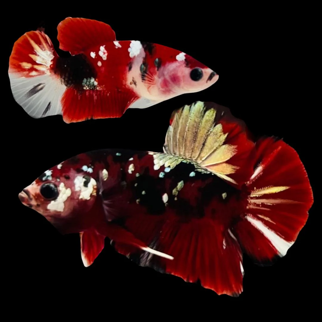 Rare Pair Red Copper Betta Fish (Male & Female)